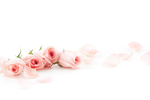 Bouquet of roses isolated on white. Valentines day, 8 march or mother day floral gift