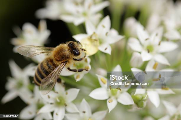 Pszczoła - zdjęcia stockowe i więcej obrazów Bez ludzi - Bez ludzi, Biały, Bliski