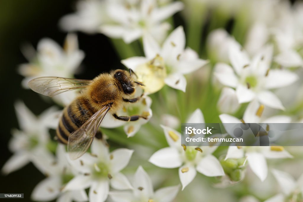 пчела - Стоковые фото Без людей роялти-фри