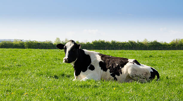 istock Lone black and white cow lying in field. 174839190