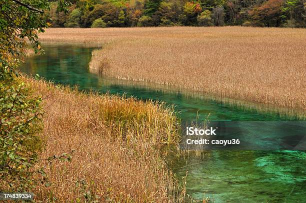 가을맞이 백색과 0명에 대한 스톡 사진 및 기타 이미지 - 0명, 가을, 강
