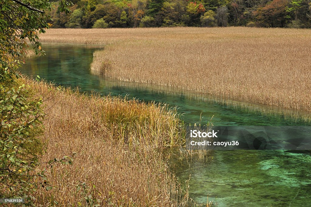 Cor de Outono - Royalty-free Amarelo Foto de stock