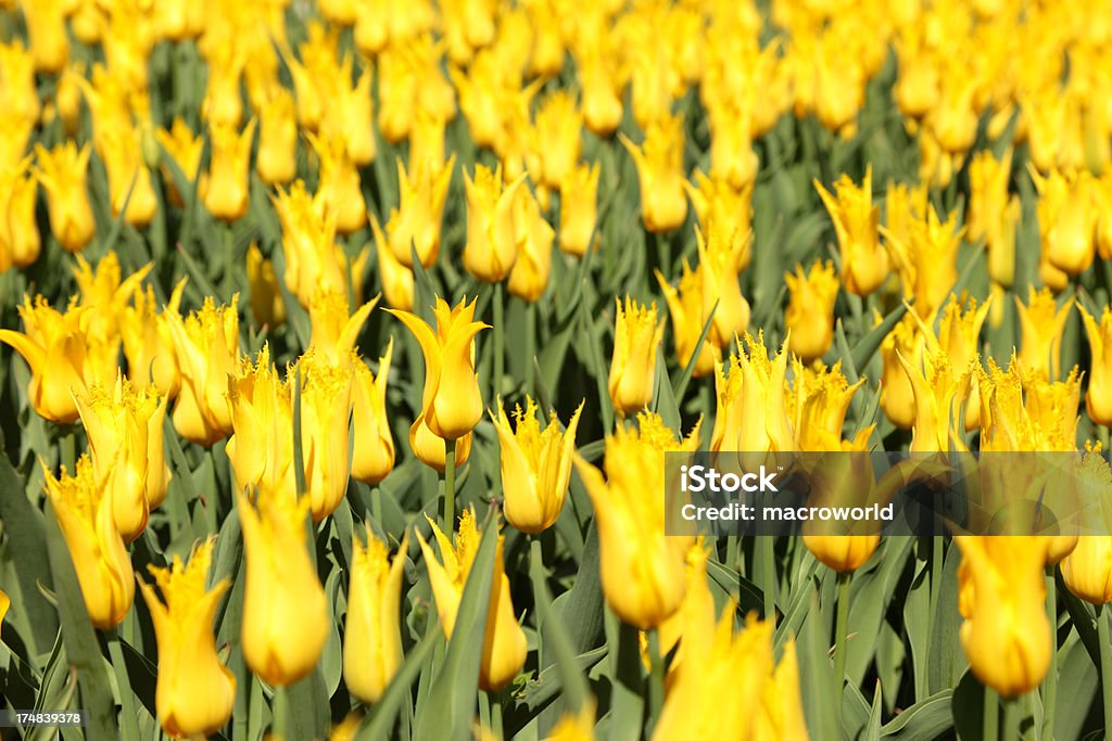 Tulipanes amarillos - Foto de stock de Aire libre libre de derechos