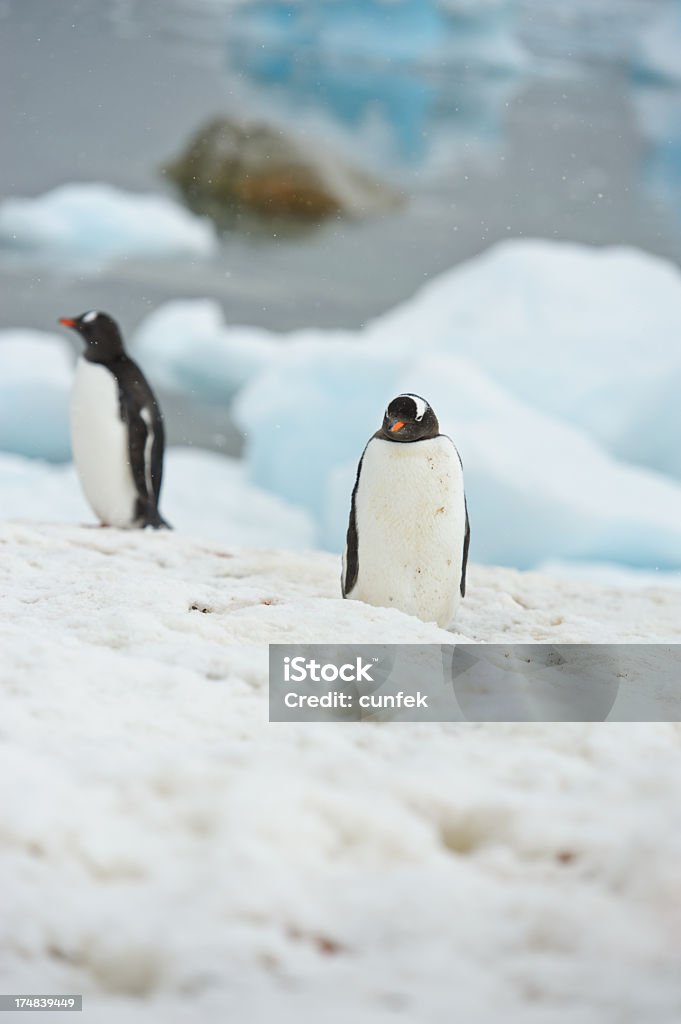 Dois Gentoo penguins - Royalty-free A nevar Foto de stock