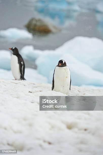 Dois Gentoo Penguins - Fotografias de stock e mais imagens de A nevar - A nevar, Andar à Pato, Animal