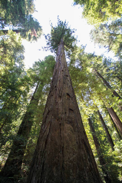 istock Richardson Grove State Park, California 1748395233