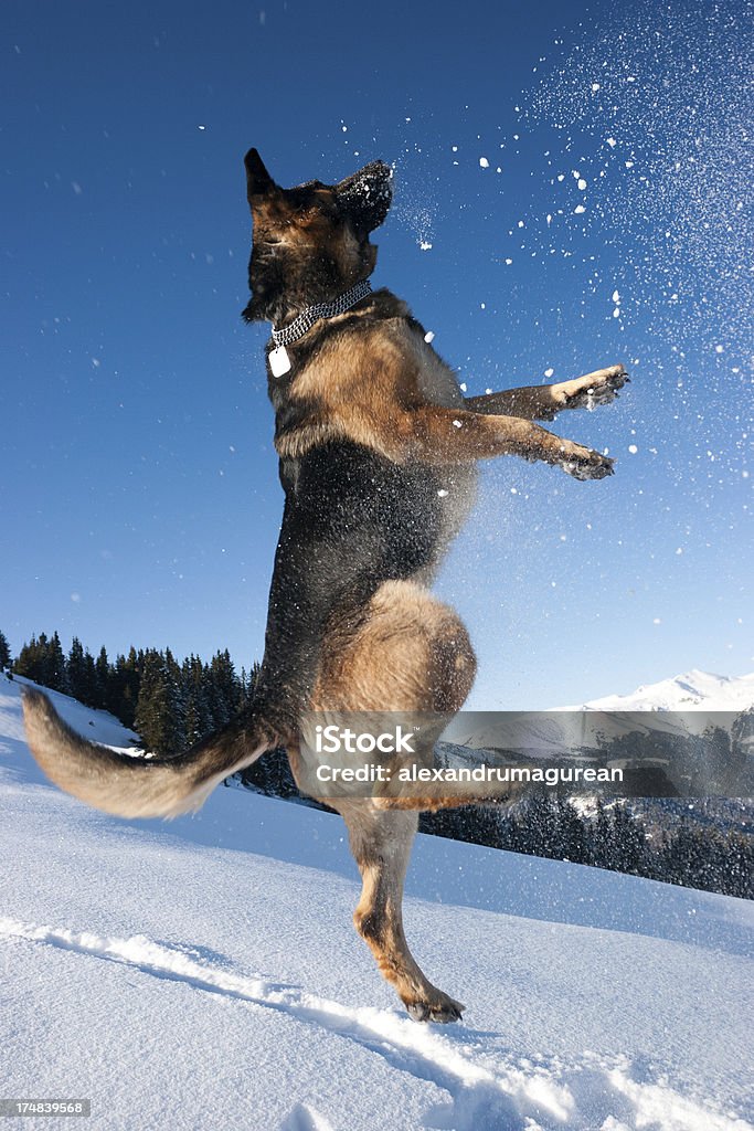 Pastore Tedesco salto nella neve - Foto stock royalty-free di Ambientazione esterna