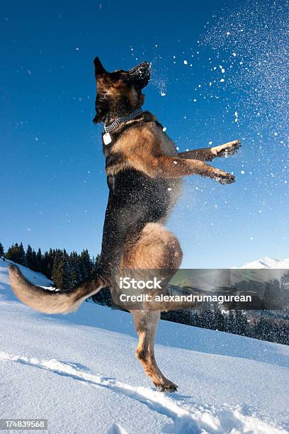 Pastore Tedesco Salto Nella Neve - Fotografie stock e altre immagini di Ambientazione esterna - Ambientazione esterna, Blu, Cane