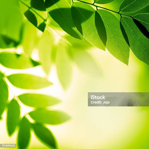 Foglie Verdi In Natura - Fotografie stock e altre immagini di Ambientazione esterna - Ambientazione esterna, Ambientazione tranquilla, Aurora