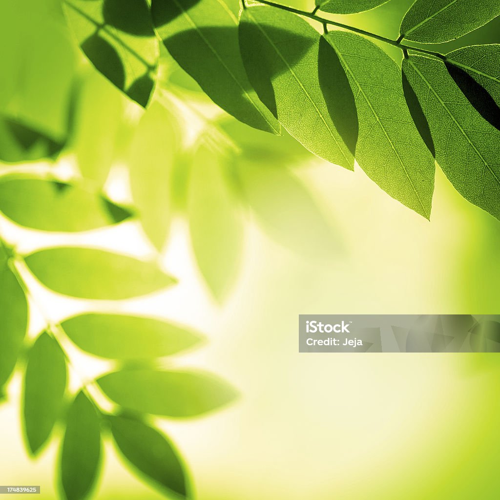 Folhas verdes com a natureza - Foto de stock de Beleza natural - Natureza royalty-free