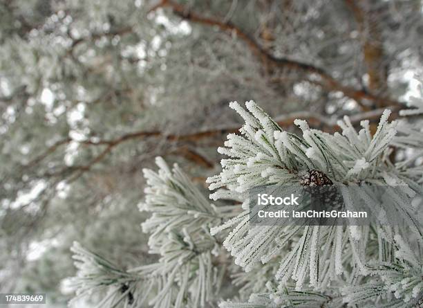 Pino Smerigliato - Fotografie stock e altre immagini di Ago - Parte della pianta - Ago - Parte della pianta, Albero, Albero sempreverde