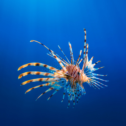 The red lionfish (Pterois miles) is common in the Red Sea and the Indian Ocean.