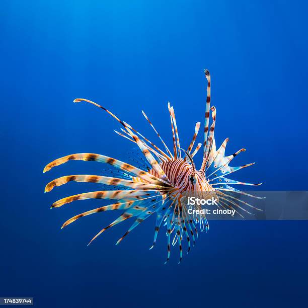 Foto de Vermelhopterois Volitans Leão e mais fotos de stock de Peixe-Leão - Peixe-Leão, Rascasso, Exotismo