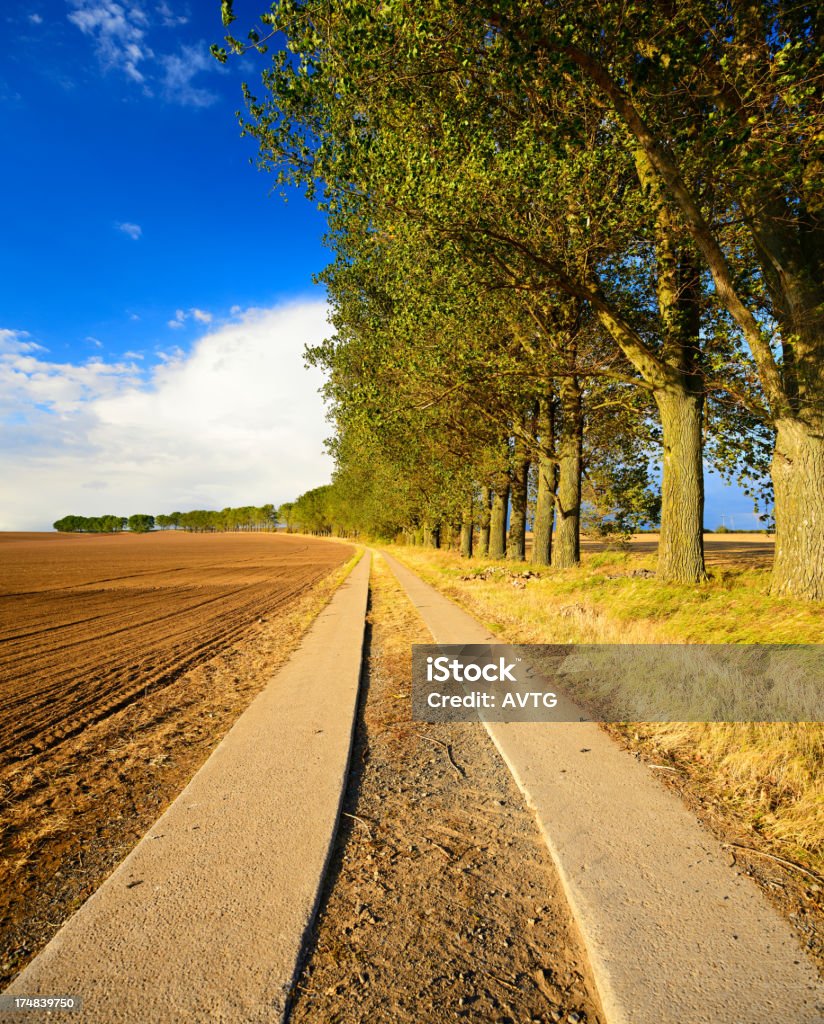 Von Bäumen gesäumten Farm Road von Gepflügtes Feld bei Sonnenuntergang - Lizenzfrei Agrarbetrieb Stock-Foto