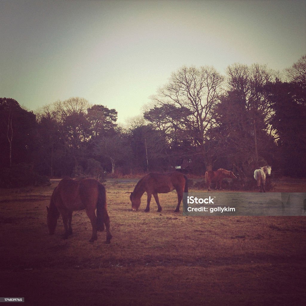 Топ Wild horses Пастьба на новые лес в Хемпшире, Англия - Стоковые фото Англия роялти-фри