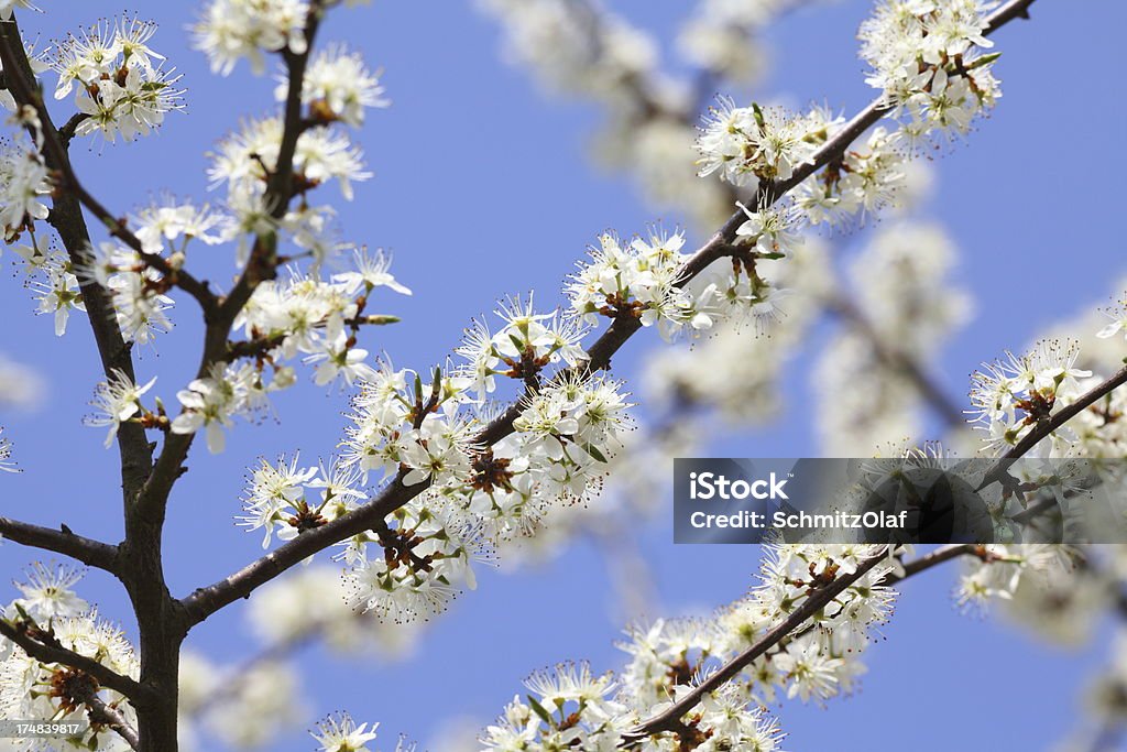 Blühenden Kirschbaum im Frühling - Lizenzfrei Ast - Pflanzenbestandteil Stock-Foto