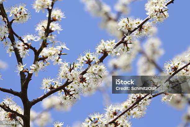 Blühenden Kirschbaum Im Frühling Stockfoto und mehr Bilder von Ast - Pflanzenbestandteil - Ast - Pflanzenbestandteil, Baum, Blume