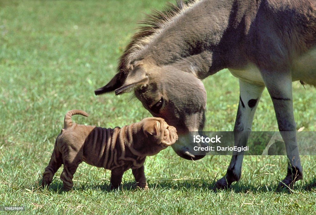 Tiere Hund Sharpei mit Esel - Lizenzfrei Esel Stock-Foto