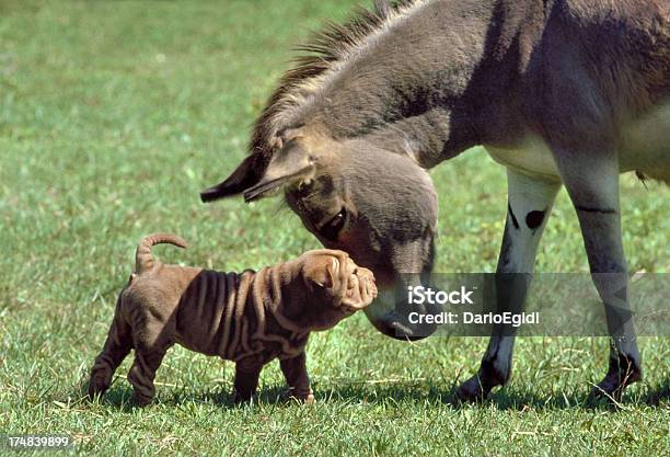 Photo libre de droit de Animaux De Compagnie Chien Sharpei Dâne banque d'images et plus d'images libres de droit de Baudet - Baudet, Chien, Amitié