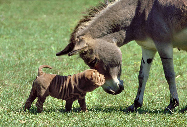 gray donkey and black donkey isolated on white background