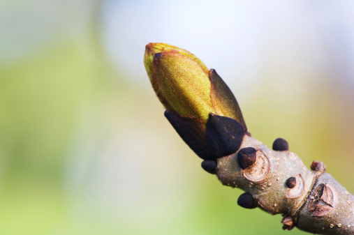 Ash tree (Fraxinus exelsior) buds in spring. Selective focus and very shallow depth of field.