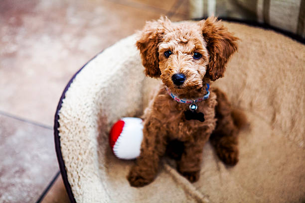 rojo caniche de juguete de cachorro - caniche fotografías e imágenes de stock