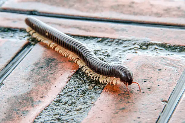 Photo of Millipede