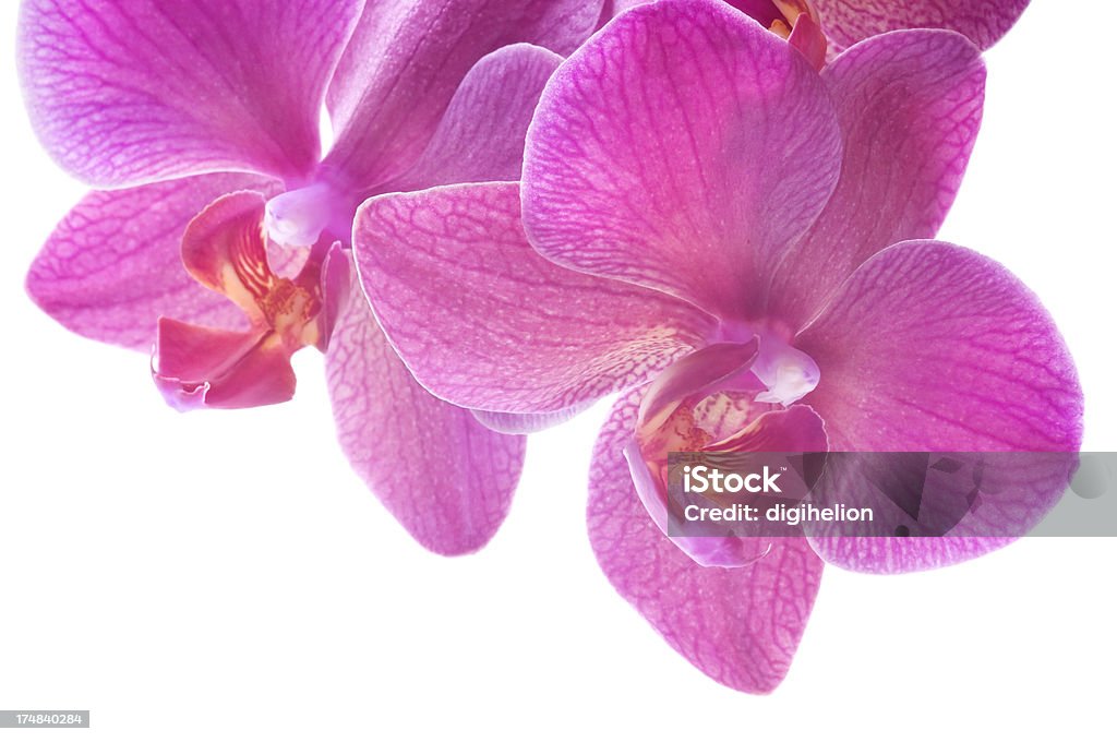 Красивые розовые орхидеи на белом - Стоковые фото Ароматический роялти-фри