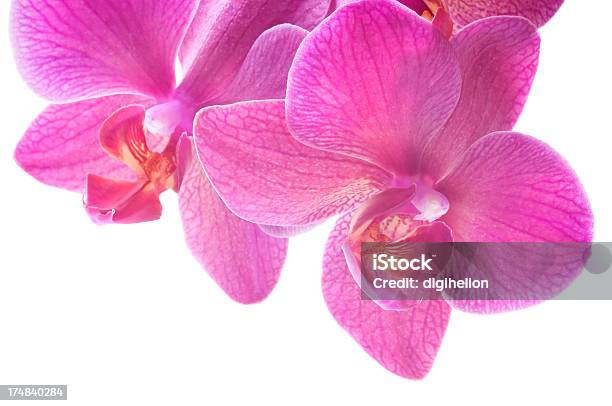 Красивые Розовые Орхидеи На Белом — стоковые фотографии и другие картинки Ароматический - Ароматический, Без людей, Белый