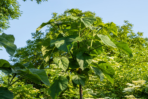 Young paulownia trees. Paulownia tomentosa. Paulownia Tomentosa (Foxglove Tree) in full leaf