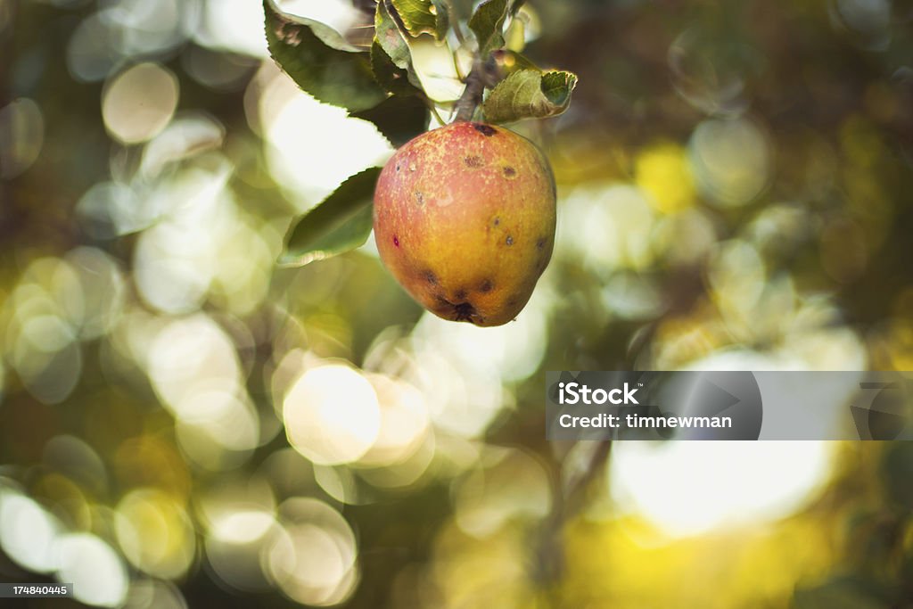 Única tomates Verão pendurado a árvore de Maçã do ramo - Royalty-free Fruta Foto de stock