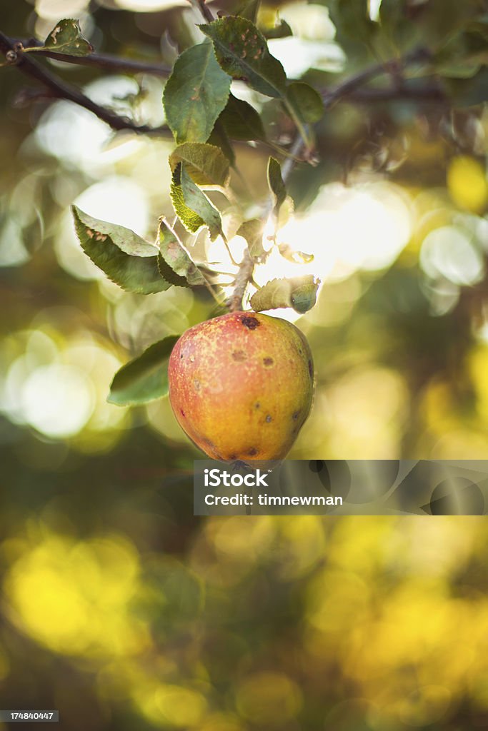 Eine reife Sommer Apple hängen vom Tree Branch - Lizenzfrei Apfel Stock-Foto