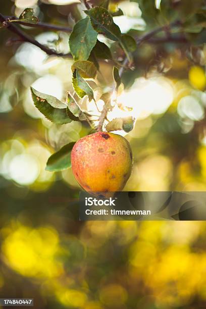 Eine Reife Sommer Apple Hängen Vom Tree Branch Stockfoto und mehr Bilder von Apfel - Apfel, Apfelbaum, Ast - Pflanzenbestandteil