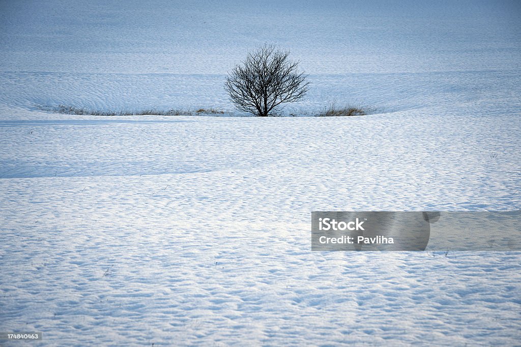 Árbol en la nieve Eslovenia - Foto de stock de Agujero libre de derechos