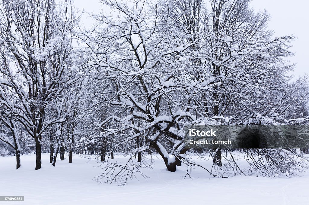 Albero invernale - Foto stock royalty-free di Abete