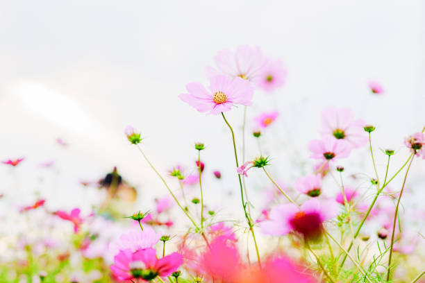 istock Beautiful cosmos flowers blooming in Chiba 1748407202