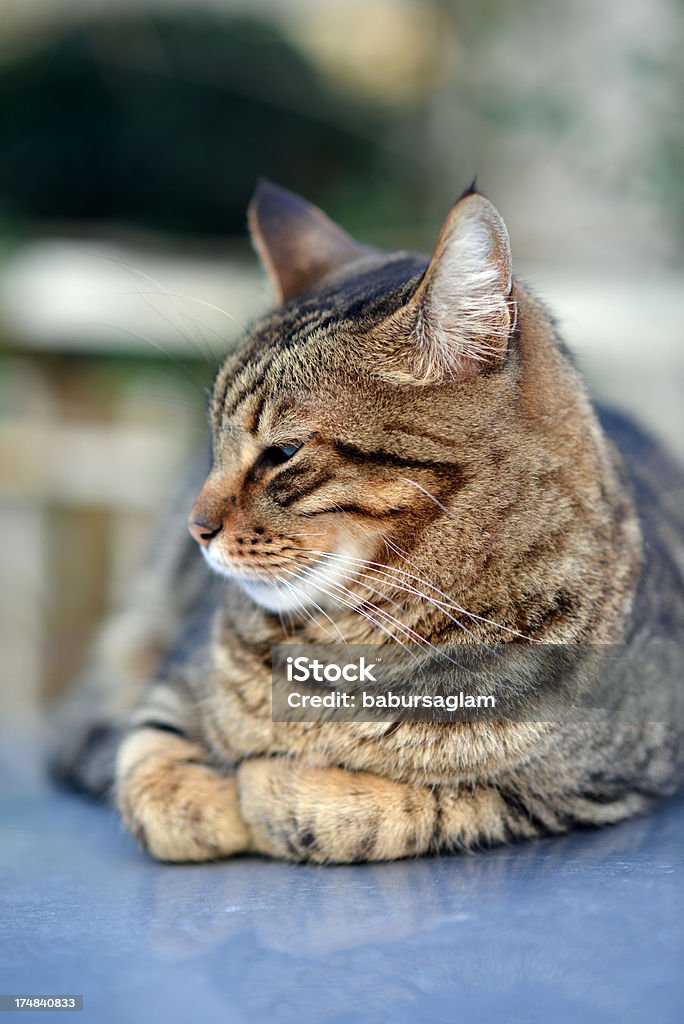 Rua gato - Foto de stock de Animal de estimação royalty-free