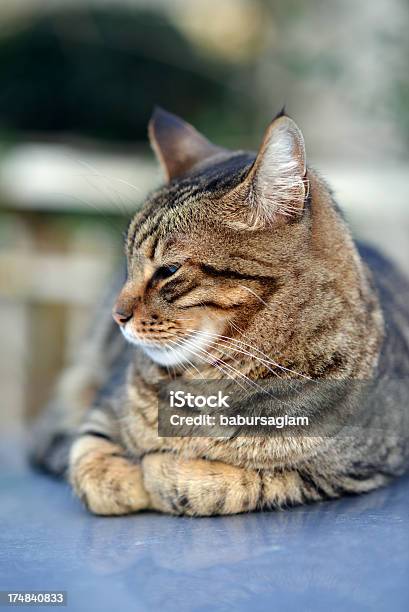 Foto de Rua Gato e mais fotos de stock de Animal de estimação - Animal de estimação, Fotografia - Imagem, Gato doméstico