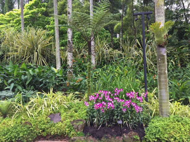 istock Singapore Botanic Gardens 1748410873