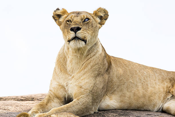 istock Lioness at wild - one eye is blind 174841146
