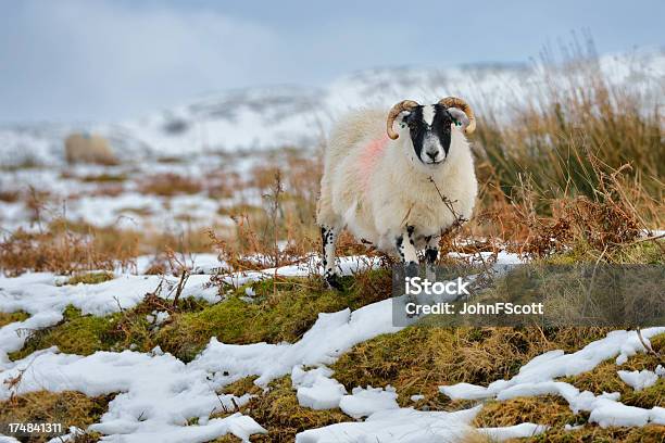 Winter Ländlichen Schottischenszene Mit Schafen Und Schnee Stockfoto und mehr Bilder von Einzelnes Tier