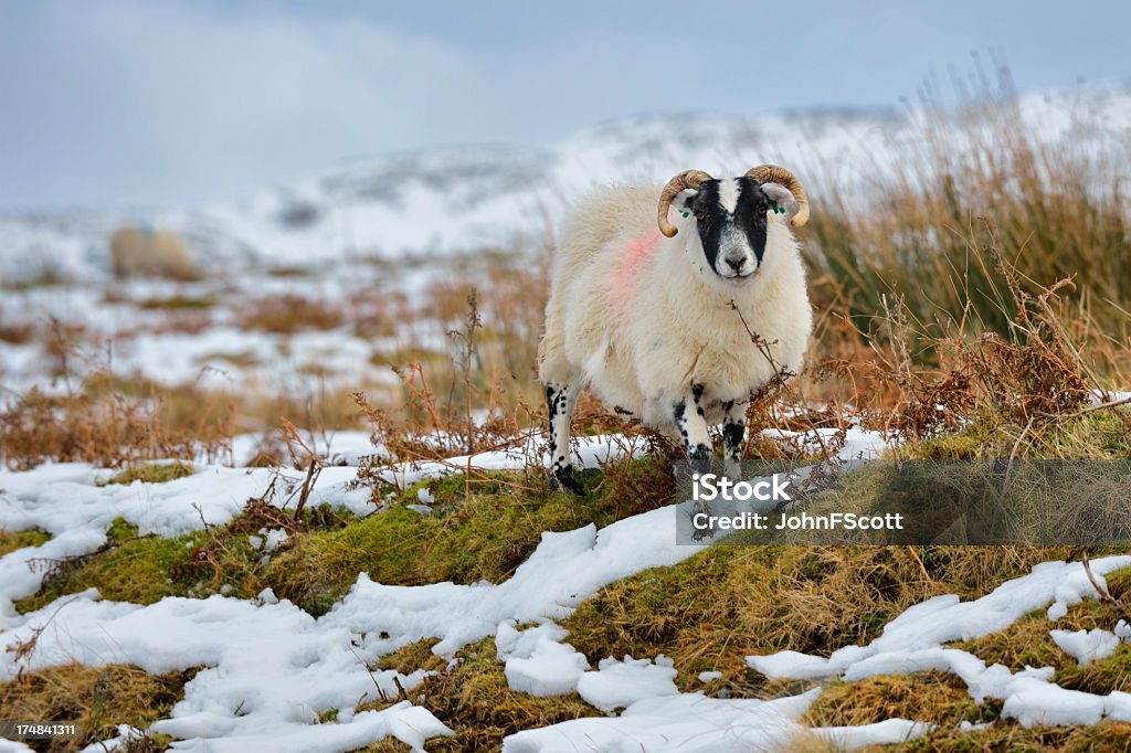 Scena rurale di inverno scozzese con pecore e neve - Foto stock royalty-free di Agricoltura