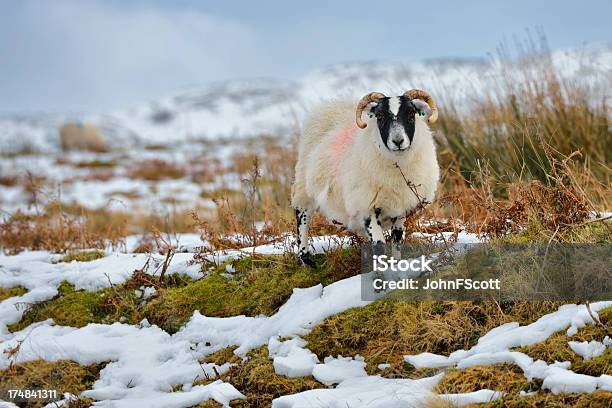 Scena Rurale Di Inverno Scozzese Con Pecore E Neve - Fotografie stock e altre immagini di Agricoltura - Agricoltura, Ambientazione esterna, Animale