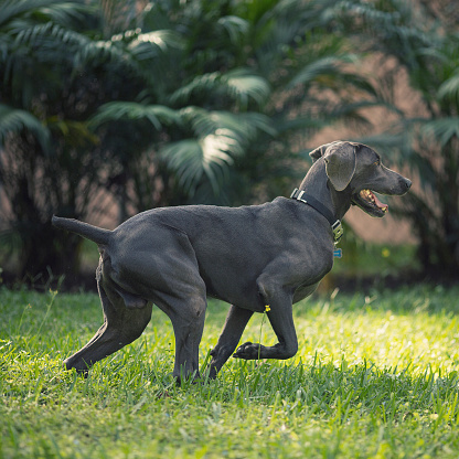 full growth gray Weimaraner playing and running in a backyard.
