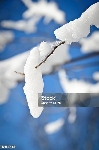 Snowfall On Tree Branch Stock Photo - Download Image Now - Bare Tree, Beauty In Nature, Blue