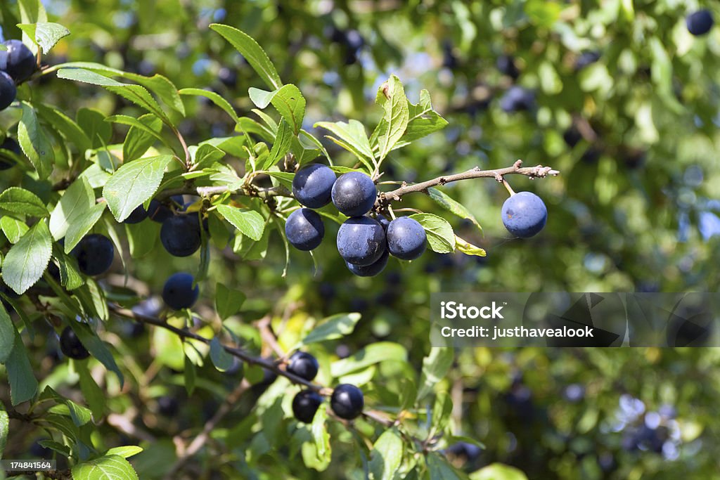 Blackthorn berries Blackthorn berries at shrub in summer. Berry Fruit Stock Photo