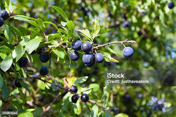 Blackthorn Berries Stock Photo - Download Image Now - Berry Fruit, Blackthorn, Horizontal