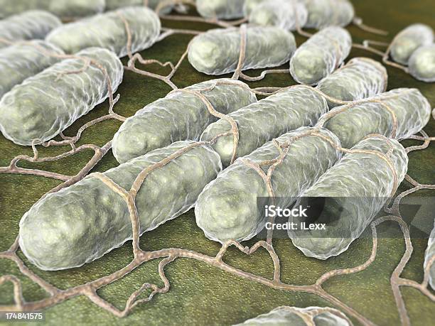 Salmonella バクテリア - 3Dのストックフォトや画像を多数ご用意 - 3D, エレクトロン, クローズアップ
