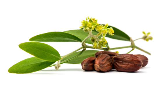 jojoba branch with flower and nuts