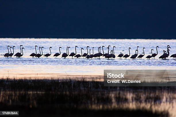 Flamingi W Dawn - zdjęcia stockowe i więcej obrazów Afryka - Afryka, Afryka Wschodnia, Bez ludzi